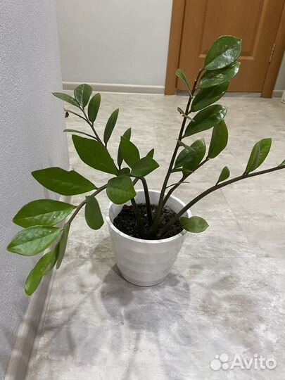 Замиокулькас