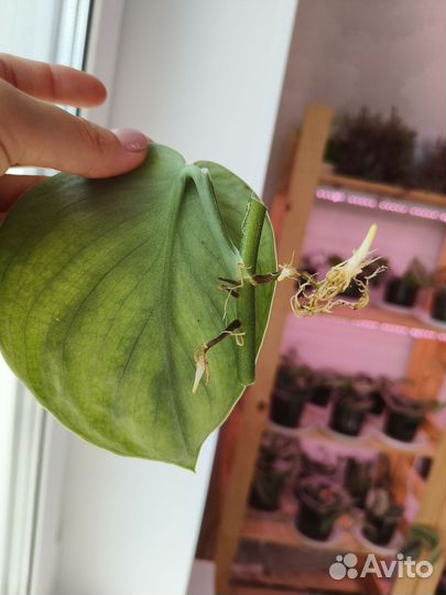 Сциндапсус Silver Cloud