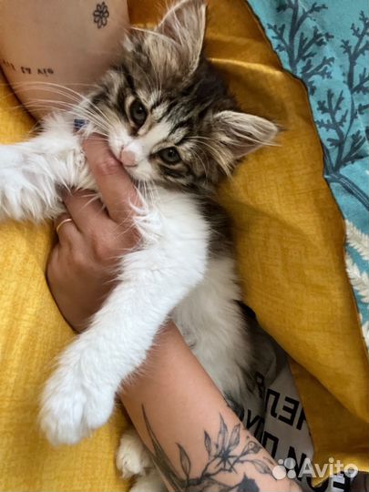 Котёнок девочка отдам в добрые руки