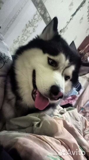 Хаски в добрые руки