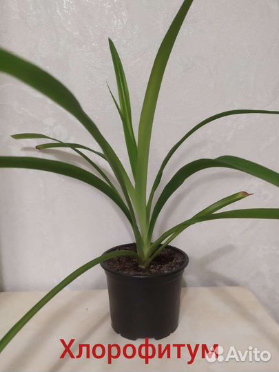 Комнатные цветы