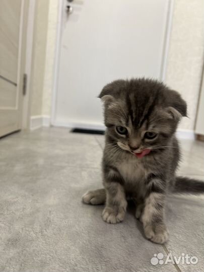 Котёнок вислоухий