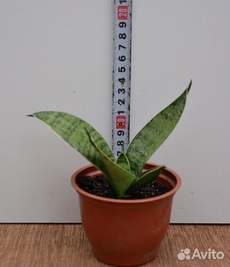 Сансевиерии