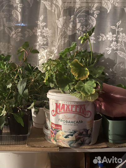 Комнатные цветы