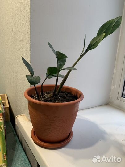 Замиокулькас