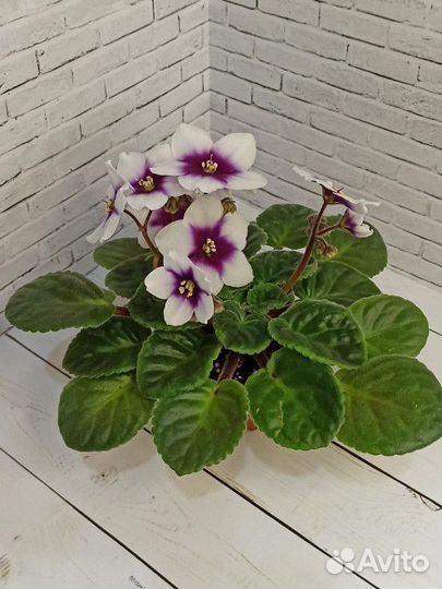 Фиалка optimara my love