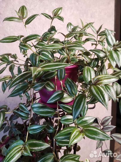 Традесканции разных сортов