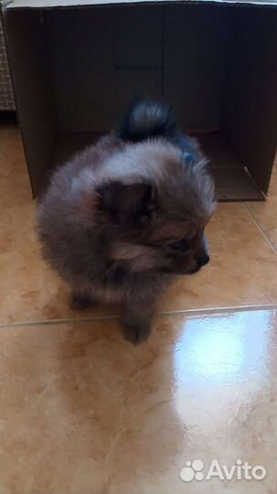 Померанский шпиц девочка