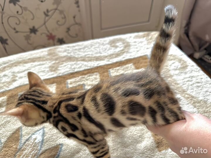 Бенгальские котята