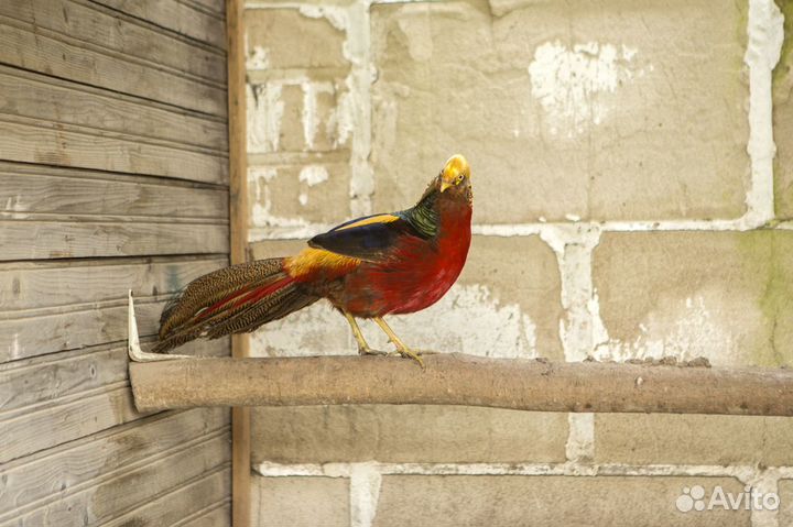 Продажа фазанов, павлинов