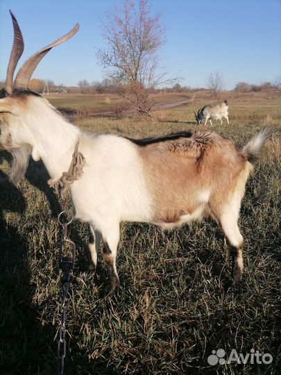 Козел ламанча