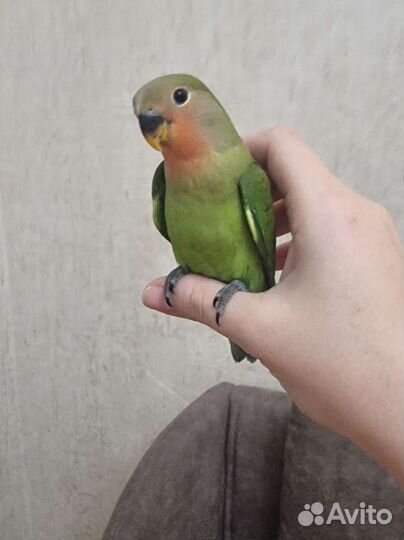 Неразлучник ручной