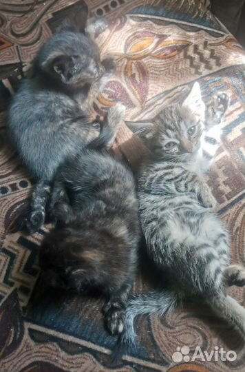 Кошки в добрые руки бесплатно