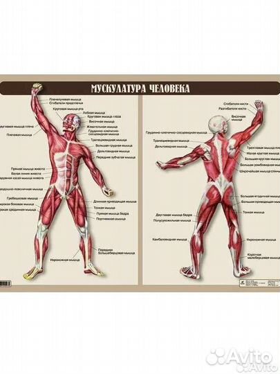 Лечебный массаж