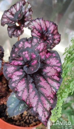 Комнатные цветы