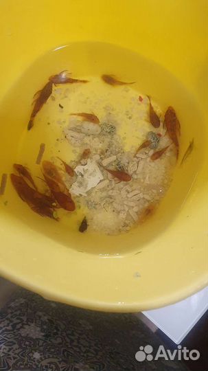 Сомики анцыструсы оранжевые ред