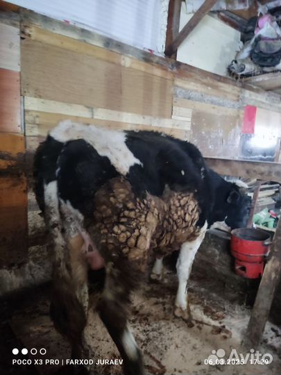 Продам бык 2.5 год