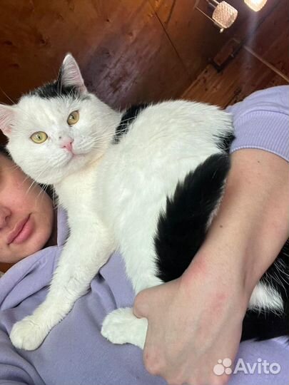 Спасённые коты и кошки ищут дом