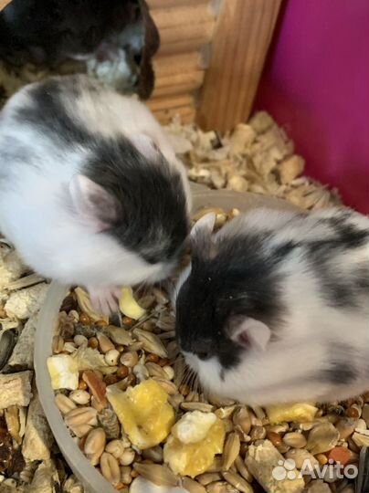 Джунгарский хомяк