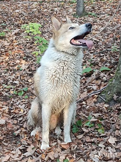 Щенки зсл Пермский край