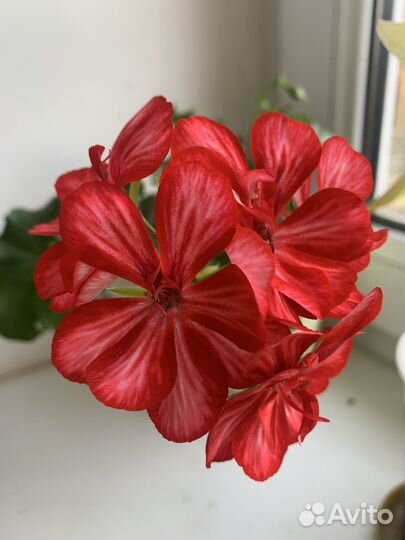 Пеларгония герань