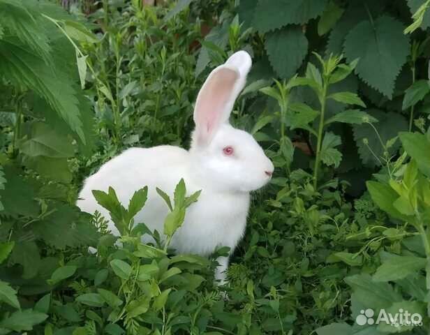 Продам Кроликов