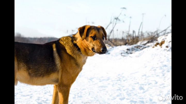 Собака Арчи