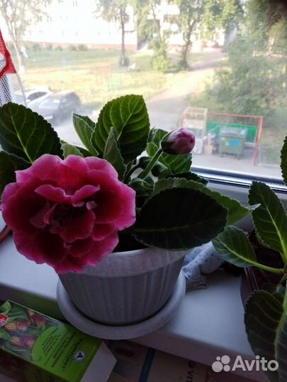 Глоксиния махровая цветущпя