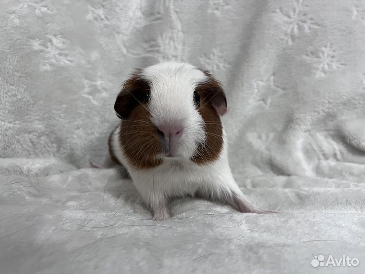 Морская свинка цветной крестед девочка