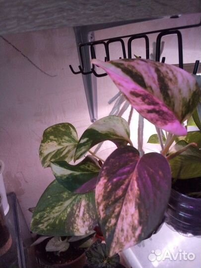 Комнатные цветы,разные