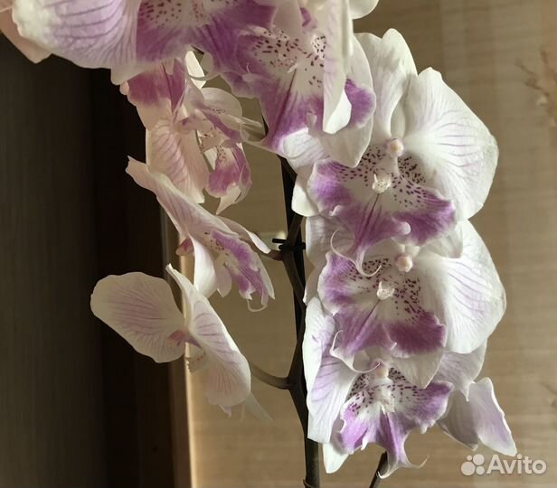 Орхидея фаленопсис биг лип