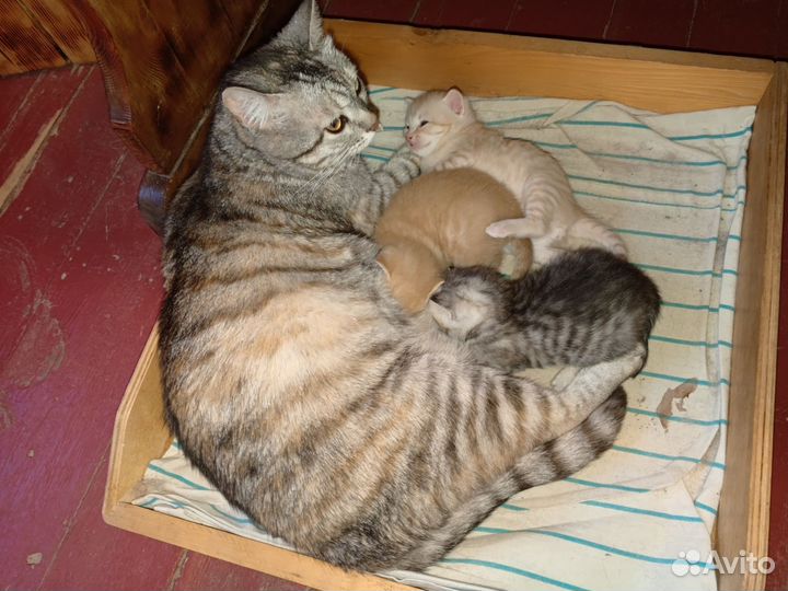 Кошка в дар