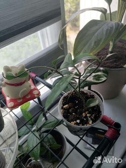 Хойя публикалис, Хойя мультифлора