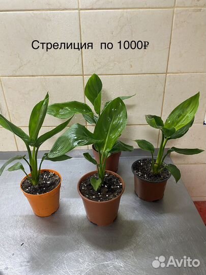 Фикусы, стрелиция, хедера
