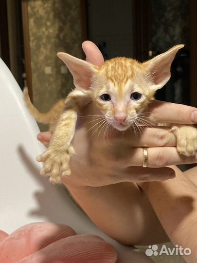 Ориентальная девочка в любимцы