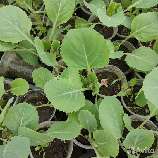 Рассада помидор,перцев,баклажан,капусты