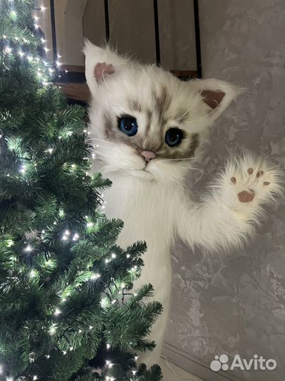 Котик на ваш праздник