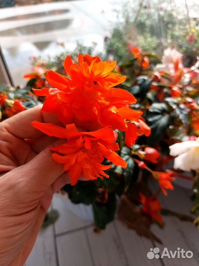 Бегония Беллекония