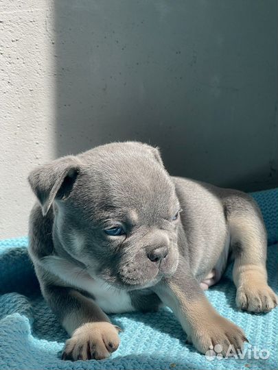 Французский бульдог щенки