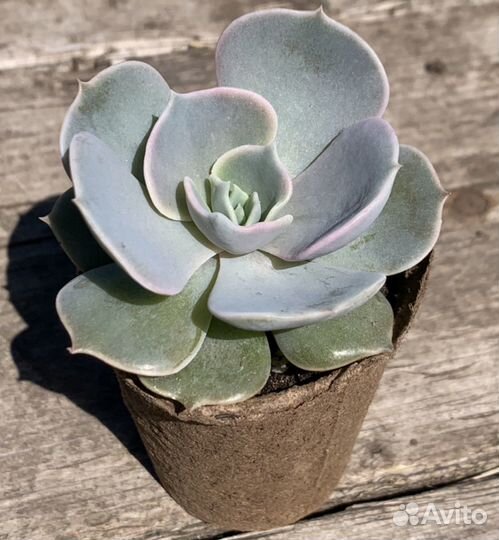 Эхеверия, кактус, суккуленты