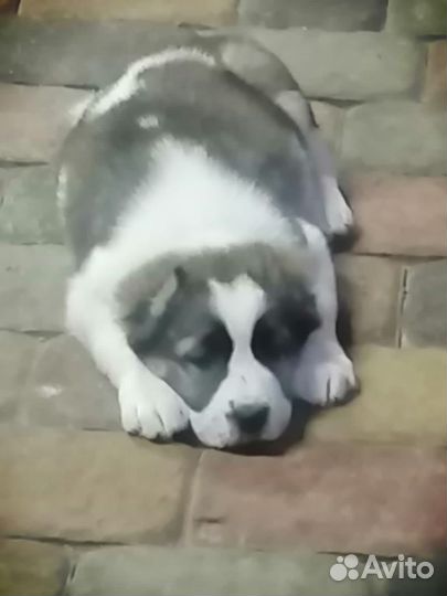 Среднеазиатская овчарка алабай щенки