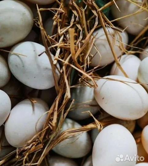 Утиные инкубационные яйца