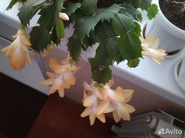 Цветы декабристы или шлюмбергеры