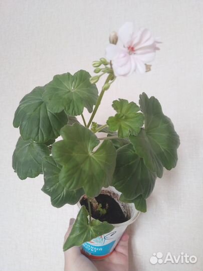 Пеларгонии сортовые