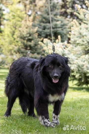 Собака Мишель в добрые руки