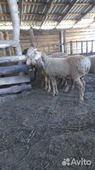 Ярочки гиссар