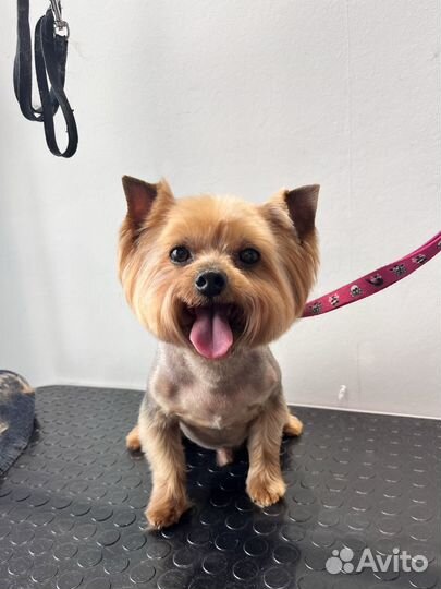 Груминг собак