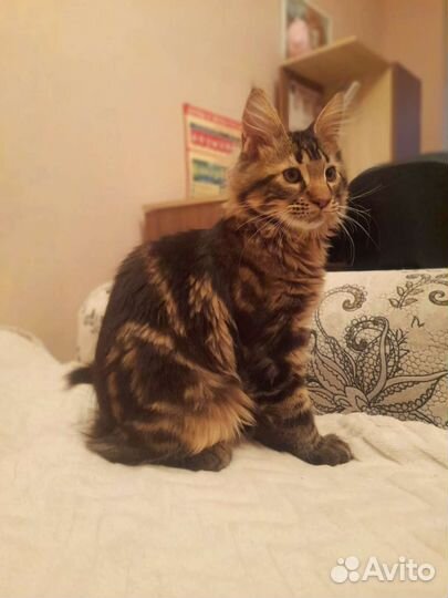 Домашняя передержка для кошек и котиков