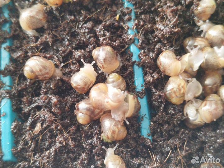 Улитки ахатины