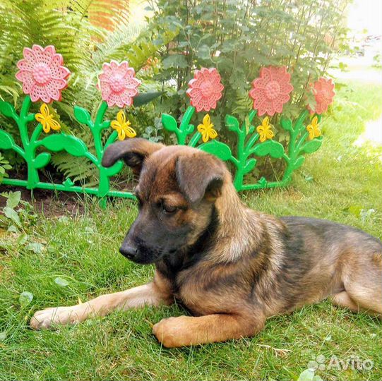 Собака в добрые руки